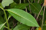 Purple milkweed